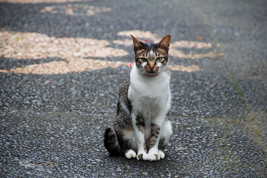 kat, sidde, vente, nuttet, kæledyr, dyr, natur, indenlandske kat, et dyr, dyre temaer, pattedyr, indenlandske, feline, husdyr, hvirveldyr, sidder, kigger på kameraet, ingen mennesker, by, gade, portræt, fokus på forgrunden, dag, fuld længde, bakkenbart, 5K