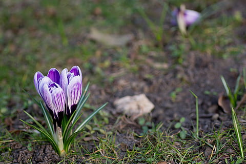 crocus, musim semi, berkembang, mekar, botani, penuh warna, flora, bunga, hutan, taman, rumput, hijau, padang rumput, alam, di luar ruangan, daun bunga, menanam, ungu, kunyit, musim, musiman, matahari, violet, putih, tanaman berbunga, kesegaran, keindahan di alam, kerapuhan, merapatkan, kerentanan, warna merah jambu, pertumbuhan, fokus pada latar depan, tidak ada orang, kepala bunga, hal berkembang, iris, bidang, di luar rumah, serbuk sari, 4K, CC0, domain publik, bebas royalti
