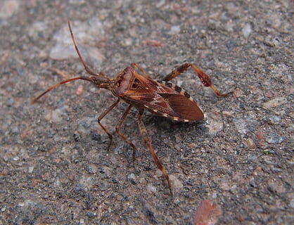 escarabajo, insecto, macro, insectos, verano, naturaleza, tipster, fotografía macro, grima, bobina, invertebrado, temas de animales, un animal, animal, animales en la naturaleza, fauna animal, de cerca, nadie, día, zoología, marrón, enfoque selectivo, parte del cuerpo del animal, al aire libre, ala animal, longitud total, artrópodo, sólido, 1080P, CC0, dominio público, libre de derechos