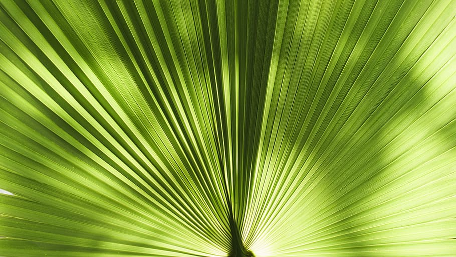 fulla de palma, primer pla, foto, verd, fulles, planta, Palmera, fons, estiu, falguera, sol, ombra, naturalesa, full, relaxa't, vacances, primavera, línia, art mural, part de la planta, clima tropical, arbre, color verd, fronda, bellesa a la natura, creixement, cap gent, marc complet, medi ambient, patró natural, frescor, patró, a l'aire lliure, selva tropical, fons abstractes, resum, efecte texturat, 5K