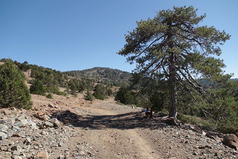 Xipre, muntanyes, troodos, naturalesa, muntanya, arbre, a l'aire lliure, paisatge, turó, brutícia, planta, cel clar, cel, escenics - natura, dia, escena no urbana, medi ambient, cap gent, bellesa a la natura, escena tranquil·la, creixement, tranquil·litat, terra, llum solar, pi, arbre de coníferes, bosc de pi, 5K