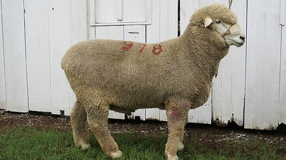 oi, corriedale, oaie, corriedale, un animal, șeptel, animale tematice, animale domestice, nici o persoana, zi, animal, mamifer, animale de companie, intern, animale vertebrate, permanent, agricultură, natură, camp, fermă, miel, plantă, în aer liber, erbivor, 4K, CC0, domeniu public, fără drepturi de autor