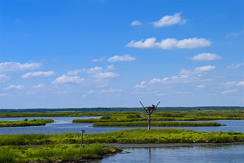 marshland, estuary, water, grass, birds, sunny, nature, marsh, green, landscape, coast, sky, wetland, rural, bay, sea, ocean, outdoor, wilderness, pastoral, bog, scenics - nature, beauty in nature, cloud - sky, tranquil scene, tranquility, day, lake, plant, non-urban scene, no people, blue, land, environment, outdoors, 4K, CC0, public domain, royalty free
