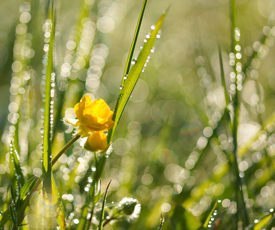 tancar, fotografia, groc, flor, verd, plantes, durant el dia, prat, gota de rosada, rosada, herba, morgentau, degoteig, humit, pressa, llum de fons, naturalesa, frisch, comptes, bokeh, trèvol vermell, florir, gota d’aigua, ranuncle, fulles d'herba, planta, planta amb flors, bellesa a la natura, frescor, fragilitat, creixement, primer pla, vulnerabilitat, enfocament selectiu, cap gent, color verd, pètal, primavera, tirar, dia, centrar-se en primer pla, terra, a l'aire lliure, cap de flor, pluja, fulla d'herba, 1080P