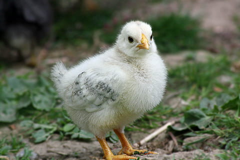 hvit, fugl, bakke, kyllinger, påske, kylling, søt, hahn, egg, vår, påskeegg, kurv, påske nest, Lukk, høne, rede, påske tema, lykkelig, god påske, sjarmerende, fugler, påskehilsen, påske körbchen, fargerike egg, påskeharen, grønn, eng, gul, liten, shredder, søppel, mann, regning, fjær, mat, industri, dyr, gård, nebb, ung fugl, kylling - fugl, jordbruk, natur, ungt dyr, dyre temaer, ett dyr, virveldyr, dyr i naturen, dag, dyreliv, nærbilde, fokusere på forgrunnen, land, ingen folk, baby kylling, felt, hvit farge, portrett, 4K, CC0, offentlig domene, opphavsrett gratis