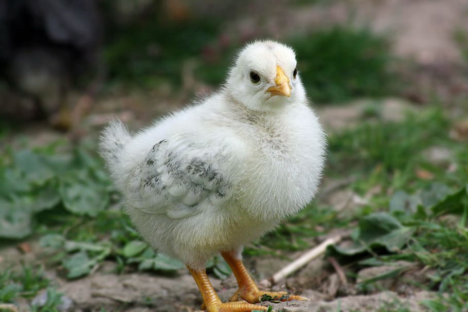 bianca, uccello, terra, pulcini, Pasqua, pollo, carina, Hahn, uovo, primavera, uova di Pasqua, cestino, nido di Pasqua, vicino, gallina, nido, uovo di Pasqua, tema di Pasqua, dolce, contento, buona Pasqua, affascinante, uccelli, auguri di Pasqua, pasqua körbchen, uova colorate, coniglietto di Pasqua, verde, prato, giallo, piccolo, distruttore di documenti, spazzatura, maschio, conto, piuma, cibo, industria, animale, azienda agricola, becco, giovane uccello, pollo - uccello, agricoltura, natura, giovane animale, temi animali, un animale, vertebrato, animali allo stato selvatico, giorno, fauna selvatica, avvicinamento, concentrarsi sulle conoscenze acquisite, nessuno, pollo bambino, campo, Colore bianco, ritratto, 4K