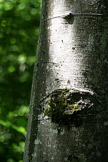 bøk, booking master, skog, tre, natur, Logg, bark, grå, trestamme, stamme, fokusere på forgrunnen, anlegg, nærbilde, vekst, dag, grønn farge, strukturert, ingen folk, land, utendørs, ujevn, mønster, tre - materiale, mose, naturlig mønster, 2K, CC0, offentlig domene, opphavsrett gratis