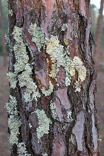 pinheiro, volant, shell, arbre, naturalesa, bosc, tronc de l'arbre, escorça, a l'aire lliure, tronc, aspre, textura, primer pla, cap gent, planta, escorça de la planta, dia, creixement, resistent, marc complet, fons, centrar-se en primer pla, patró, material de fusta, liquen, 4K, CC0, domini públic, lliure de regalies