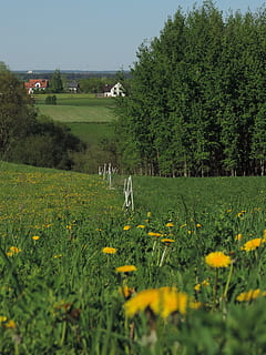 Polonia, paisaje, metro, masuria, ostpreußen, planta, color verde, campo, crecimiento, árbol, belleza en la naturaleza, tierra, naturaleza, hierba, ambiente, paisajes - naturaleza, día, tranquilidad, escena tranquila, agricultura, planta floreciendo, flor, cielo, escena rural, nadie, al aire libre, 4K, CC0, dominio público, libre de derechos