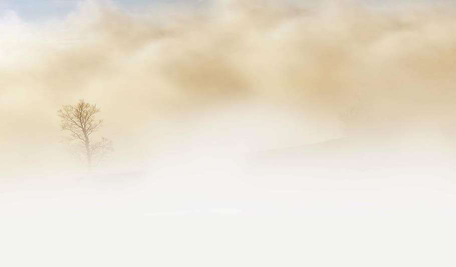 sense títol, boira, arbre, desert, cel, terra, beix, hivern, naturalesa, neu, bosc, a l'aire lliure, paisatge, fred - temperatura, gelades, temporada, temps, planta, cap gent, Color blanc, núvol - cel, medi ambient, temperatura de fred, fons, textura, còpia espai, resum, efecte texturat, nevar, fons abstractes, 2K