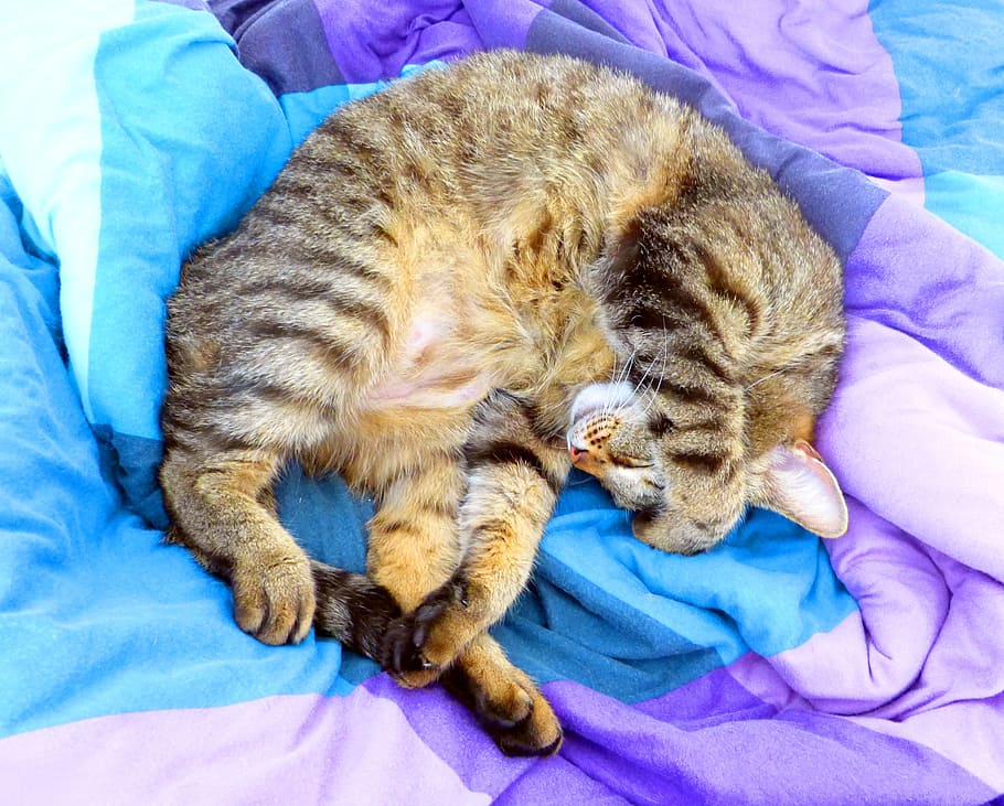 Silber-, tabby, Katze, lügen, lila, blaugrünes Textil, Bett, entspannt, müde tabby, Porträt, Fotoshooting, Fotografie, Gesicht, Tier, Säugetiere, Natur, adidas, knutschen, kuscheln, süß, Süss, Bettdecke, Herz, Hauskatze, inländisch, Haustiere, katzenartig, Säugetier, ein Tier, Entspannung, Möbel, Tierthemen, Wirbeltier, drinnen, Schlafen, ausruhen, hinlegen, High Angle View, Augen geschlossen, keine Leute, Whisker, 2K