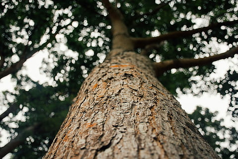 arbre nu brun, arbre, écorce, tronc, ciel, en haut, la nature, bokeh, feuillage, texture, surface, bois, feuille, Singapour, tronc d'arbre, plante, faible angle de vue, texturé, croissance, personne, branche, rugueux, fermer, journée, se concentrer sur le premier plan, en plein air, terre, forêt, tranquillité, bois - matériau, directement en dessous, canopée, lichen, 5K, CC0, domaine public, libre de droits