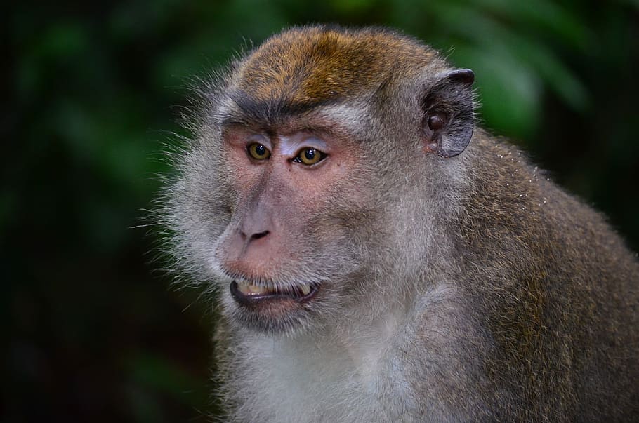 macaco, mico, Borneo, makake, macaque, mico, mico del vell món, sabah, jungla, un animal, fauna animal, animals a la natura, mirant la càmera, mamífer, primat, bosc, part del cos dels animals, vertebrats, primer pla, centrar-se en primer pla, retrat, cap gent, cabell, arbre, mirant, selva tropical, pluja tropical, a l'aire lliure, babuí, ull d’animals, 4K