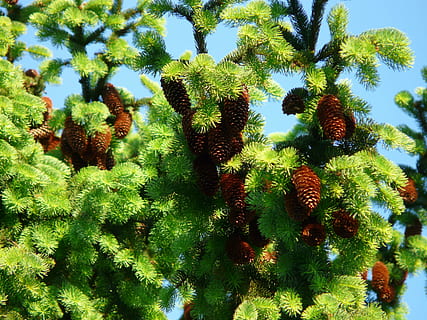 pinjekegler, hanen, træ, nåletræ, fælles gran, picea abies, rød gran, gran, Picea, natur, fyrretræ, afdeling, eviggrønne træ, plante, vækst, grøn farve, skønhed i naturen, ingen mennesker, dag, lav vinkel visning, himmel, tæt på, udendørs, sollys, ro, jord, friskhed, fuld ramme, kaktus, grøn, strittende, 2K, CC0, offentligt domæne, royaltyfrie