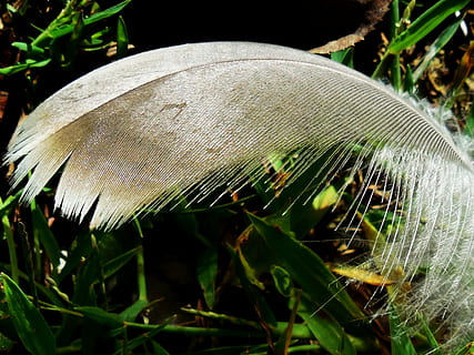 fjer, delikat, blød, hvid, lys, fugl, fluffy, makro, mønster, skrøbelig, farve, fjerdragt, Røgsøjlen, natur, struktur, lyse, design, fjerpen, naturlig, blødhed, dyr, glat, vinge, elegant, plante, tæt på, vækst, fokus på forgrunden, skønhed i naturen, jord, grøn farve, ingen mennesker, dag, friskhed, skrøbelighed, græs, sårbarhed, Mark, blad, plante del, udendørs, ro, våd, græsblad, paddehat, dug, 4K, CC0, offentligt domæne, royaltyfrie