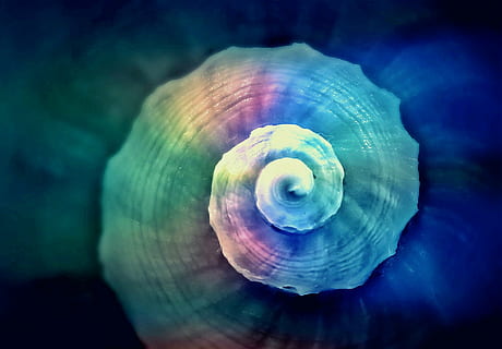 cangkang nautilus, siput, kulit, spiral, kulit siput, meeresbewohner, maritim, Hewan-hewan laut, makhluk air, dunia Hewan, fauna, makro, dekat, eddy, struktur, dekoratif, simetris, obyek, penuh warna, warna, keramaian, deco, merapatkan, alam, laut, tidak ada orang, dalam ruangan, pola alami, keindahan di alam, tembakan studio, satu binatang, kehidupan laut, pola, biru, satwa liar hewan, hewan, latar belakang hitam, konsentris, 1080P, CC0, domain publik, bebas royalti