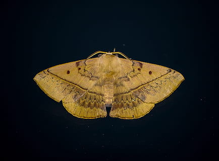 arna, insecte, crema, marró, gran, patró, salvatge, ala, nit, Queensland, Austràlia, un animal, animals a la natura, temes d'animals, papallona - insecte, fauna animal, primer pla, fons negre, animal, invertebrat, naturalesa, tir de l'estudi, cap gent, còpia espai, groc, aigua, a l'aire lliure, mar, tallar, marí, 2K, CC0, domini públic, lliure de regalies