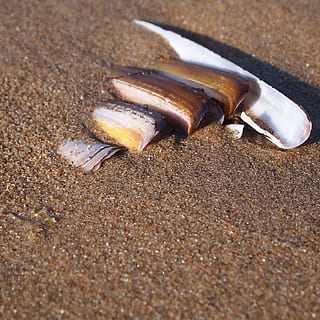 petxines, fila, llarg, platja, sorra, petit a gran, festa, terra, primer pla, cap gent, dia, natura morta, sol objecte, descurat, enfocament selectiu, menjar i beguda, naturalesa, fauna animal, animal, senyal d'advertència, menjar, a l'aire lliure, animals a la natura, vista d’angle alt, temes d'animals, 2K, CC0, domini públic, lliure de regalies
