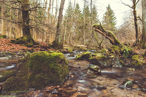 bach, fiume, fonte, natura, foresta, ricreazione locale, riposo, paesaggio, flusso d'acqua, flusso, acqua corrente, acqua, albero, nessuno, giorno, all'aperto, ramo, cielo, pianta, bellezza nella natura, la tranquillità, terra, crescita, scena tranquilla, tronco d'albero, tronco, scenics - natura, scena non urbana, flusso - acqua che scorre, fluente, bosco, 4K, CC0, dominio pubblico, privo di copyright