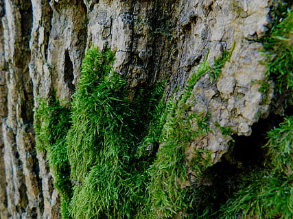 moss, tree, tribe, log, fouling, bark, plant, tree trunk, growth, trunk, textured, no people, nature, green color, close-up, day, full frame, plant bark, rough, backgrounds, outdoors, pattern, beauty in nature, lichen, textured effect, 4K, CC0, public domain, royalty free