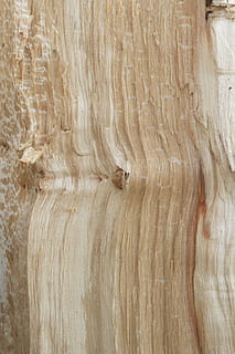 fusta, textura, arbre, el rerefons, fons, bosc, bedoll, naturalesa, material de fusta, primer pla, cap gent, marc complet, animal, marró, temes d'animals, tronc de l'arbre, a l'interior, un animal, dia, tronc, gra de fusta, patró, fusta nuada, efecte texturat, 1080P, CC0, domini públic, lliure de regalies