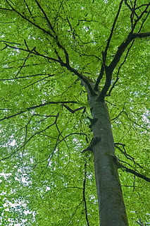 faig, primavera, arbre, fulles, verd, naturalesa, bosc, branca, full, a l'aire lliure, tronc de l'arbre, color verd, planta, tronc, creixement, bellesa a la natura, terra, vista d’angle baix, dia, tranquil·litat, cap gent, part de la planta, fullatge, exuberant fullatge, copa de l'arbre, 2K, CC0, domini públic, lliure de regalies