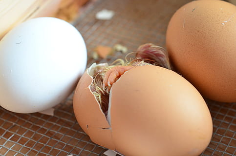 Foto, Luke, organisch, Ei, Küken, Eierschale, Geflügel, Hähnchen, Jungtier, Lebensmittel, tierisches Ei, Eier, Ostern, Frühstück, braun, Frische, Bauernhof, Wohlbefinden, Essen und Trinken, gesundes Essen, drinnen, Nahansicht, Rohkost, Schale, Stillleben, Verletzlichkeit, Fokus auf den Vordergrund, Tabelle, Zerbrechlichkeit, keine Leute, Anfänge, 4K