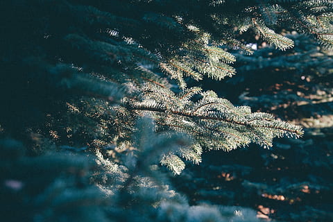 superficiale, fotografia a fuoco, verde, pianta, albero delle foglie, giorno, albero, luce del sole, natura, ago di pino, ramo, sempreverde, conifera, inverno, Christma, foresta, luce, pigna, temperatura fredda, crescita, nessuno, la neve, bellezza nella natura, avvicinamento, la tranquillità, all'aperto, congelato, Pino, albero di conifere, Pinaceae, messa a fuoco selettiva, 4K, CC0, dominio pubblico, privo di copyright