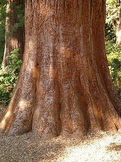 sequoia, trib, latra, mare, puternic, conifer, copac, diametrul trunchiului, extensiv, trunchi de copac, trompă, plantă, teren, natură, nici o persoana, creştere, texturată, zi, pădure, frumusețe în natură, în aer liber, liniște, model, maro, rădăcină, vedere unghiulară joasă, destinații de călătorie, stare brută, 2K, CC0, domeniu public, fără drepturi de autor