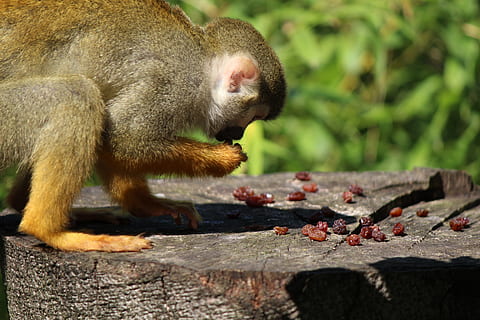 egern abe, Capuchin, abe, capuchin-lignende, saimiri, äffchen, tierpark bochum, primat, pattedyr, dyr, dyreliv, natur, Skov, udendørs, nuttet, dyr i naturen, et dyr, ingen mennesker, dyre temaer, dag, hvirveldyr, træ - materiale, fokus på forgrunden, mad, tæt på, spise, mad og drikke, træ, 5K, CC0, offentligt domæne, royaltyfrie