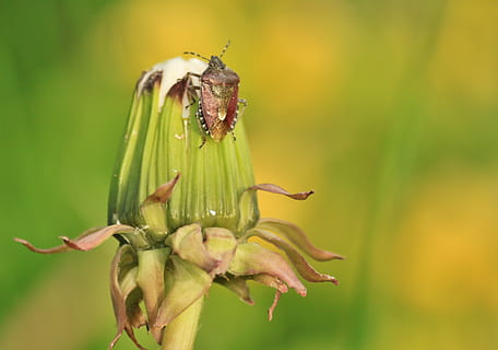 gândac, scut bug, tip de bug, insectă, insectă macro, animal, păpădie, faună, floră, inflori, a inflori, plantă, macro, închide, natură, luncă, frunze, crawl, sta, aștepta, a închide, floare, frumusețe în natură, să se concentreze asupra primelor elemente, animale tematice, animale sălbatice, creştere, planta cu flori, nici o persoana, Culoarea verde, nevertebrat, prospeţime, fragilitate, vulnerabilitate, animale în sălbăticie, un animal, în aer liber, 2K, CC0, domeniu public, fără drepturi de autor