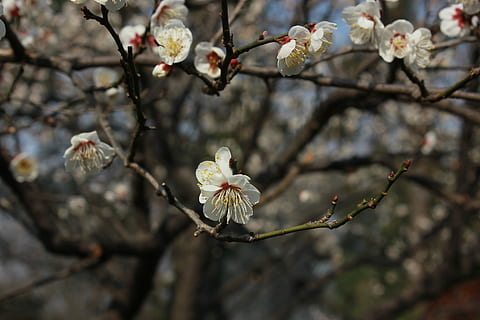 blomst, træ, kunstnerisk, forestilling, kunstnerisk opfattelse, forår, afdeling, skrøbelighed, blomstre, hvid farve, plante, blomstrende plante, vækst, friskhed, skønhed i naturen, sårbarhed, fokus på forgrunden, natur, tæt på, kronblad, dag, Kvist, ingen mennesker, blomsterhoved, kirsebær blomst, udendørs, pollen, Kirsebærtræ, blomme af blomme, 5K, CC0, offentligt domæne, royaltyfrie