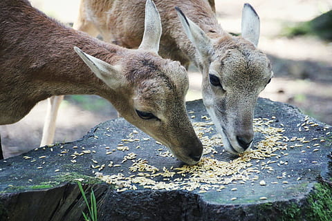 faz, alimentando, lindo, pequeno, bonita, animal, temas animais, mamífero, animais selvagens, animais em estado selvagem, grupo de animais, ninguém, dia, natureza, vertebrado, fechar-se, dois animais, focar em primeiro plano, animais domésticos, ao ar livre, canguru, pecuária, animal jovem, herbívoro, cabeça de animal, família animal, 4K, CC0, domínio público, royalty free