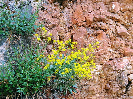 ieži, klintis, struktūru, tekstūra, wildflowers, akmens, terakota, dzeltena un zaļa, raksturs, vasarā, krāsas, krāsains, augu, saulains, tuksnesis un dzīve, zied, savvaļas augu, izaugsmi, ciets, dienā, rock - objekts, nav cilvēku, skaistums dabā, iežu veidošanās, zeme, miers, zaļā krāsa, ārā, jomā, koks, ziedēšanas augs, augsts leņķa skats, zieds, augu daļa, veidošanās, 2K, CC0, publiskais domēns, bez atlīdzības