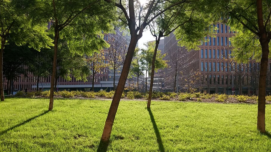 sol, ombra, arbres, edificis, llum de fons, planta, arbre, herba, color verd, naturalesa, estructura construïda, exterior de l'edifici, arquitectura, dia, camp, creixement, cap gent, terra, a l'aire lliure, edifici, tronc de l'arbre, tronc, gespa, tanca, límit, 4K