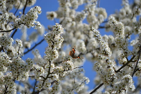 forår, blomstre, blomster, træ, hvid, forår, flor, natur, sommerfugl, lav vinkel visning, dag, skrøbelighed, kun en mand, plante, afdeling, skønhed i naturen, blomst, dyre temaer, blomstrende plante, vækst, blomstre, et dyr, dyr, selektiv fokusering, dyr i naturen, dyreliv, friskhed, ingen mennesker, udendørs, kirsebær blomst, Kirsebærtræ, 4K, CC0, offentligt domæne, royaltyfrie