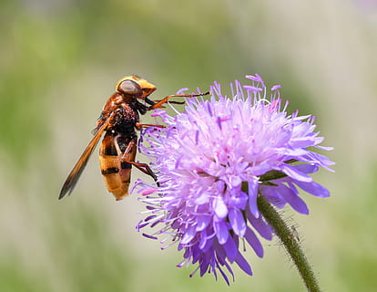 žlutá, Černá, hoverfly, nachový, okvětní lístek květ detailní fotografie, během dne, píce, pyl, hmyz, květ, diptera, létat, makro, vosa, včela, kvetoucí rostlina, zvířat, zvíře, bezobratlý, krása v přírodě, jednoho zvířete, zvířata ve volné přírodě, křehkost, zranitelnost, rostlina, okvětní lístek, květu hlavy, detail, svěžest, růst, opylování, nikdo, zvířecí křídlo, 4K, CC0, veřejná doména, bez autorských práv