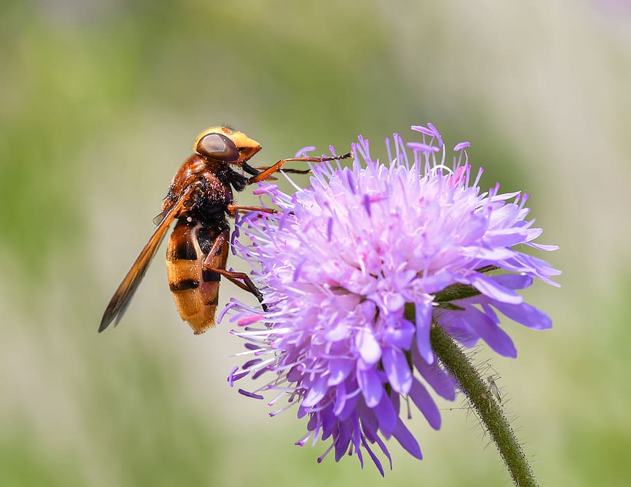 žlutá, Černá, hoverfly, nachový, okvětní lístek květ detailní fotografie, během dne, píce, pyl, hmyz, květ, diptera, létat, makro, vosa, včela, kvetoucí rostlina, zvířat, zvíře, bezobratlý, krása v přírodě, jednoho zvířete, zvířata ve volné přírodě, křehkost, zranitelnost, rostlina, okvětní lístek, květu hlavy, detail, svěžest, růst, opylování, nikdo, zvířecí křídlo, 4K