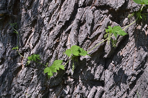 escorça, vjun, arbre, tronc, planta, rock, naturalesa, creixement, rock - object, dia, formació de roca, sòlid, cap gent, textura, full, part de la planta, aspre, a l'aire lliure, geologia, bellesa a la natura, primer pla, marc complet, tronc de l'arbre, formació, erosionat, 4K, CC0, domini públic, lliure de regalies