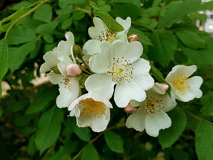 Multiflora Blume, Frühling, Multiflora Blumen bestellen, Blume, blühende Pflanze, Pflanze, Wachstum, Schönheit in der Natur, Zerbrechlichkeit, Verletzlichkeit, Frische, Blütenblatt, Nahansicht, Blütenstand, Blütenkopf, Pollen, Pflanzenteil, Blatt, Natur, weiße Farbe, Tag, blühen, keine Leute, draußen, 4K, CC0, gemeinfrei, lizenzfrei