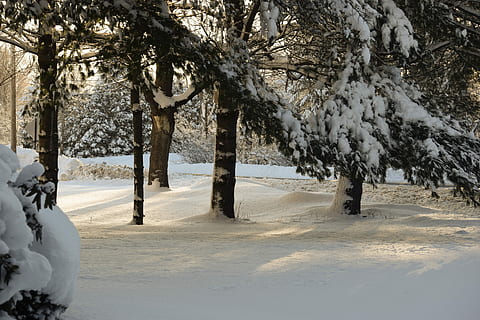 la neve, inverno, albero, freddo, brina, 8 marzo, natura, scena, temperatura fredda, pianta, terra, Colore bianco, bellezza nella natura, copertura, ambiente, la tranquillità, tronco d'albero, scenics - natura, tronco, giorno, nessuno, campo, scena tranquilla, all'aperto, treelined, 5K, CC0, dominio pubblico, privo di copyright
