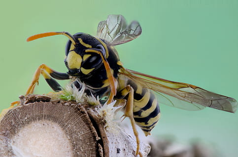 giallo, nero, vespa, Marrone, ramo, ape, avvicinamento, insetto, macro, invertebrato, animale, temi animali, fauna selvatica, un animale, animali allo stato selvatico, ala animale, concentrarsi sulle conoscenze acquisite, nessuno, sfondo colorato, natura, bellezza nella natura, parte del corpo animale, zoologia, all'aperto, artropodo, capelli, occhio animale, testa di animale, marino, 4K, CC0, dominio pubblico, privo di copyright