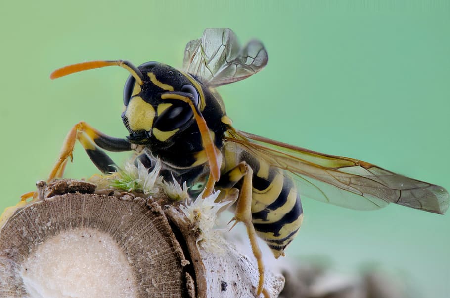 selektivní, zaostřovací fotografie, žlutá, bunda vosa, posazený, log, hmyz, včela, makro, Příroda, zvířat, jednoho zvířete, zvířata ve volné přírodě, detail, nikdo, den, venku, bezobratlý, zvíře, zvířecí křídlo, zaměřit se na popředí, krása v přírodě, zoologie, část těla zvířete, barevné pozadí, vosa, zvířecí oko, 4K
