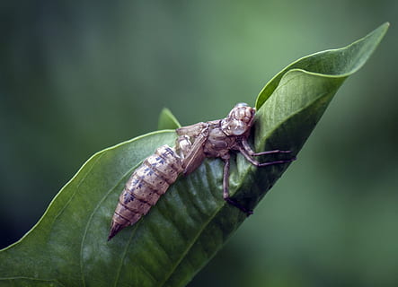 libellula, ninfa, Astuccio, insetto, macro, invertebrato, natura, piccolo, fauna selvatica, animale, parte vegetale, temi animali, un animale, foglia, animali allo stato selvatico, avvicinamento, colore verde, concentrarsi sulle conoscenze acquisite, nessuno, giorno, pianta, ala animale, all'aperto, bellezza nella natura, parte del corpo animale, 4K, CC0, dominio pubblico, privo di copyright
