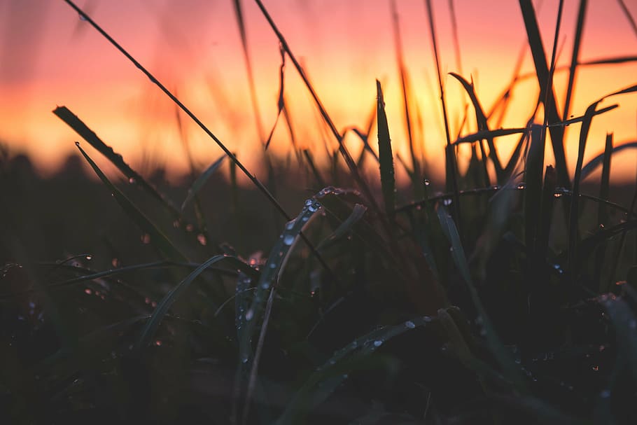 โฟกัสภาพ, สีเขียว, หญ้า, เบลอ, ใกล้ชิด, รุ่งอรุณ, dewdrops, พลบค่ำ, แมโคร, ธรรมชาติ, กลางแจ้ง, เม็ดฝน, พระอาทิตย์ขึ้น, พระอาทิตย์ตกดิน, น้ำ, ปลูก, ไม่มีคน, การเจริญเติบโต, ความงามในธรรมชาติ, ท้องฟ้า, ความเงียบสงบ, ที่ดิน, มุ่งเน้นไปที่เบื้องหน้า, สีส้ม, หล่น, ใบหญ้า, ฤดูหนาว, สนาม, น้ำแข็ง, น้ำค้าง, 5K