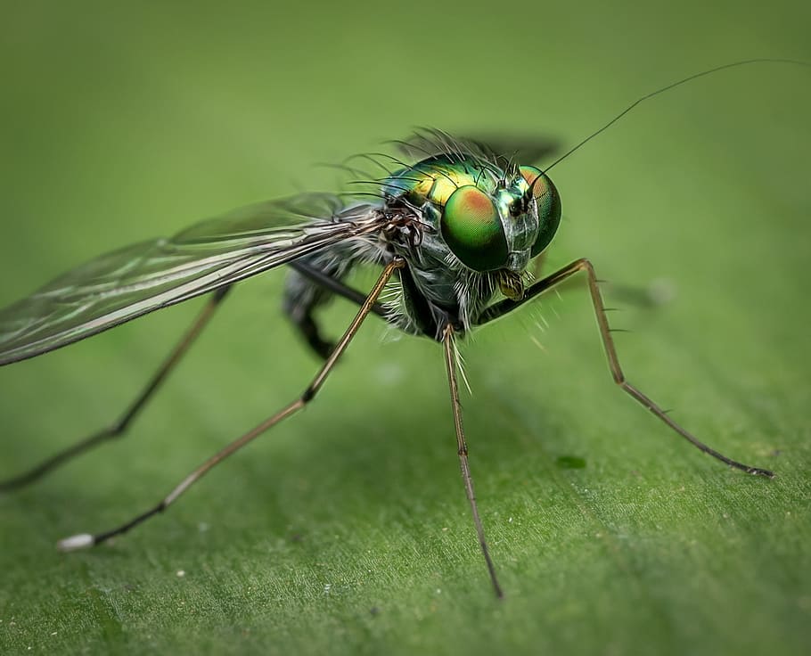 tret macro, verd, volar, macro, naturalesa, insecte, error, color, detall, criatura, colorit, vida salvatge, escarabat, invertebrat, temes d'animals, animal, fauna animal, un animal, animals a la natura, color verd, ala dels animals, primer pla, cap gent, planta, dia, enfocament selectiu, mosca domèstica, centrar-se en primer pla, part de la planta, zoologia, a l'aire lliure, ull d’animals, 1080P