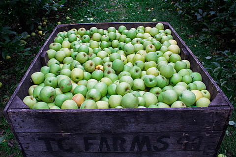 fresh apples, Fresh, apples, apple, fruit, garden, grass, green, nature, outdoor, food, apple - Fruit, freshness, agriculture, green Color, organic, healthy Eating, outdoors, food And Drink, vegetable, harvesting, farm, container, wellbeing, large group of objects, box, abundance, day, no people, crate, plant, high angle view, growth, ripe, 4K