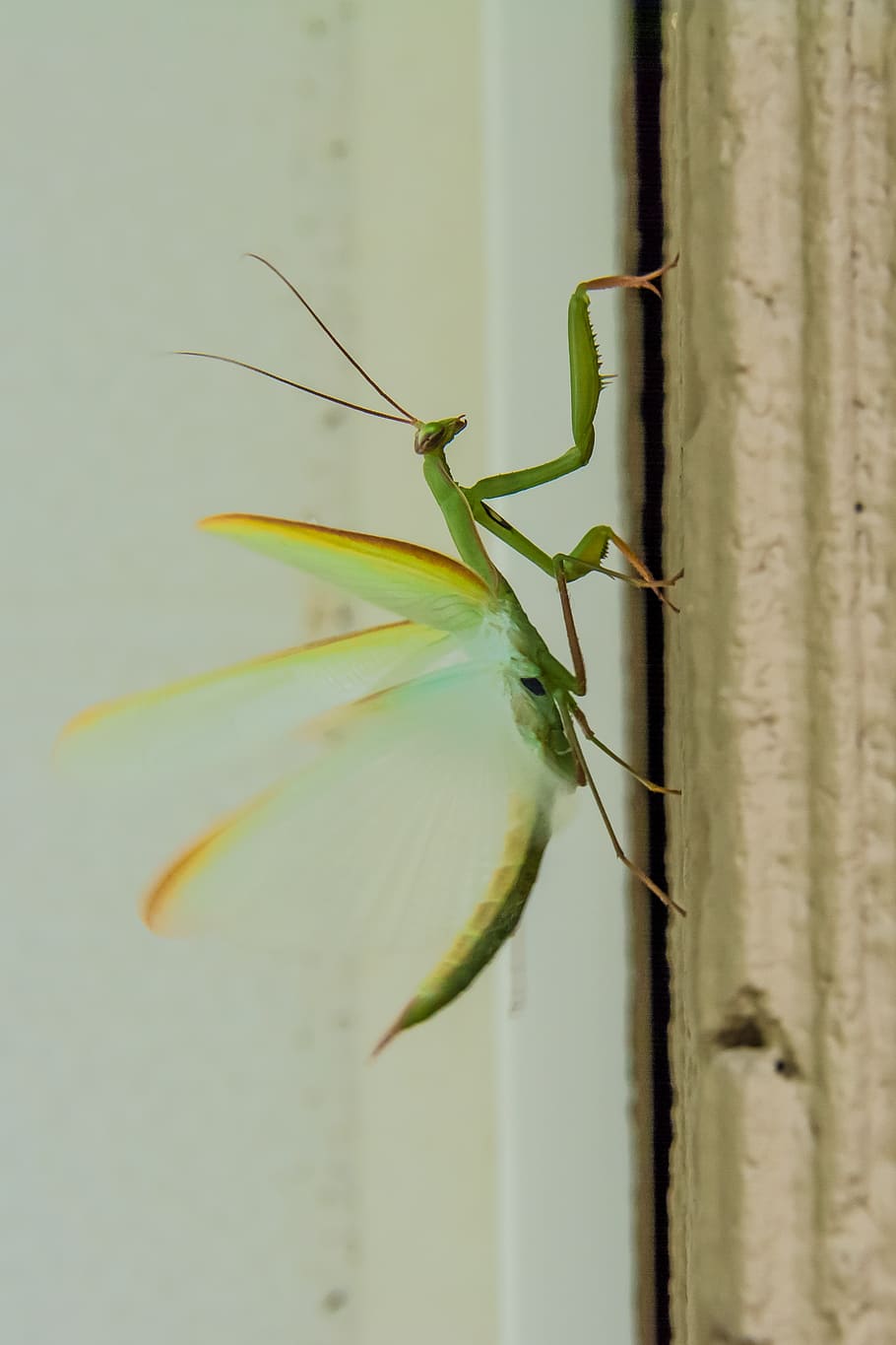 Mantis religiosa, insectes, mantis, verd, error, cames, depredador, insecte, animal, naturalesa, color verd, fauna animal, invertebrat, animals a la natura, temes d'animals, un animal, primer pla, cap gent, planta, centrar-se en primer pla, funció de construcció de parets, creixement, dia, enfocament selectiu, a l'aire lliure, bellesa a la natura, 2K