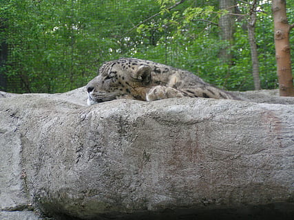 leopardo delle nevi, grande gatto, carnivoro, la neve, leopardo, grande, gatto, panthera, predatore, felino, in via di estinzione, natura, posa, specie, macchiato, Pittsburgh, zoo, un animale, animali allo stato selvatico, fauna selvatica, nessuno, giorno, all'aperto, animale, mammifero, temi animali, albero, rilassamento, pianta, vertebrato, addormentato, foresta, roccia, roccia - oggetto, riposo, tigre bianca, 720P, CC0, dominio pubblico, privo di copyright