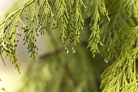 fokus fotografie, Wassertau, Baum Blatt, tropfen, Ast, Baum, nass, schließen, Regentropfen, Grün, Blatt, Pflanze, Regen, Nahansicht, grüne Farbe, Wachstum, Schönheit in der Natur, Fokus auf den Vordergrund, Natur, Pflanzenteil, keine Leute, Tag, Frische, Kiefer, Nadelbaum, Wasser, fallen, Zweig, Nadel - Pflanzenteil, draußen, Tannenbaum, 5K, CC0, gemeinfrei, lizenzfrei